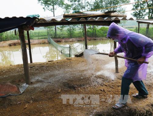Hà Tĩnh xác nhận đã xuất hiện dịch cúm gia cầm H5N1 
